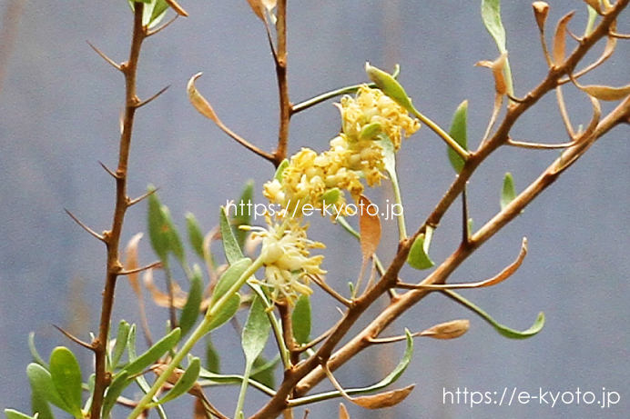 数百年に一度咲く観峯玉の花を、京都植物園で見てきました