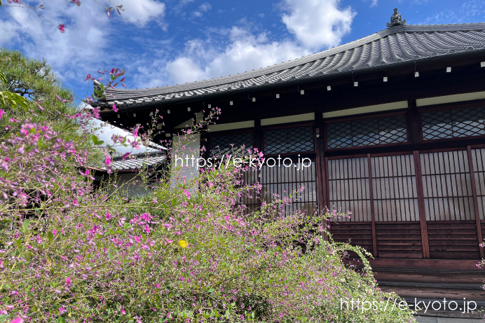 京都・常林寺（萩の寺）の萩が見頃｜秋の出町柳散歩
