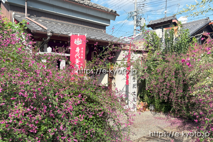 伏見・勝念寺で「萩振る舞い」｜境内を彩る咲き乱れる萩の花
