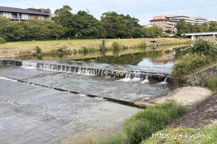 10月2日、今日は賀茂川じゃなくて鴨川を散歩