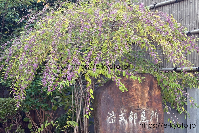 ムラサキシキブじゃなかった！？紫式部の墓を彩る秋の花実