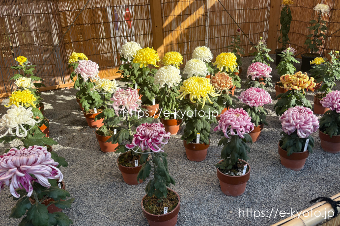 第72回 西本願寺献菊展｜秋を彩る200鉢の菊と伝統の技を見に行ってきました