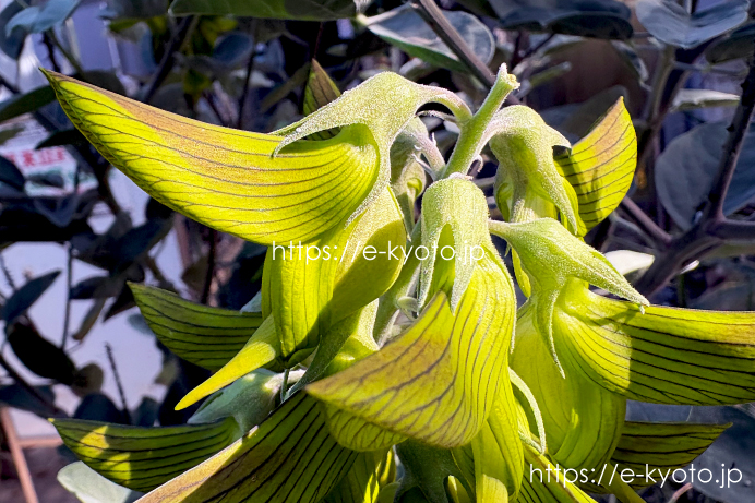まるで本物の鳥！京都植物園のグリーンバードフラワーを見に行ってきました
