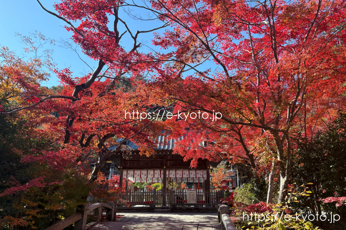 ちょうど今が見頃！亀岡・鍬山神社の紅葉を満喫してきました
