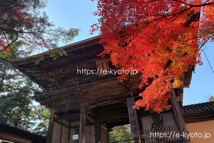 2025年、今年も見頃！高尾・神護寺の紅葉をゆったり満喫してきました