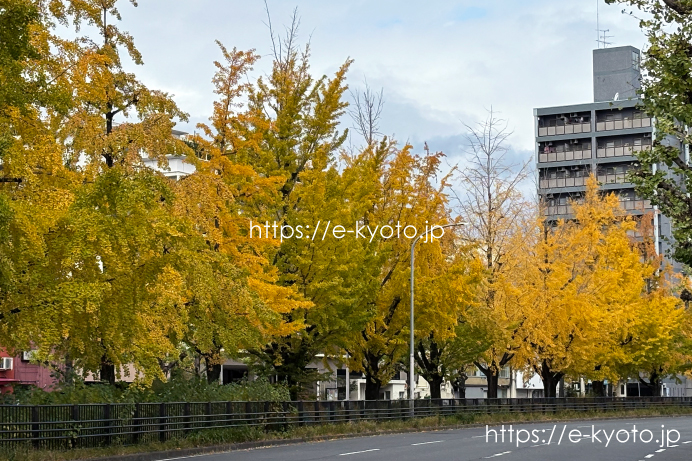 曇り空の下、堀川の銀杏を見に行ってきました
