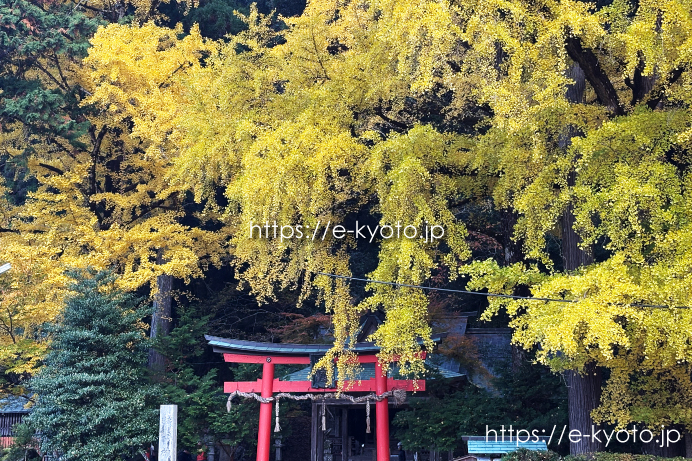 小野郷・岩戸落葉神社の紅葉がピーク！黄金色のイチョウが圧巻でした