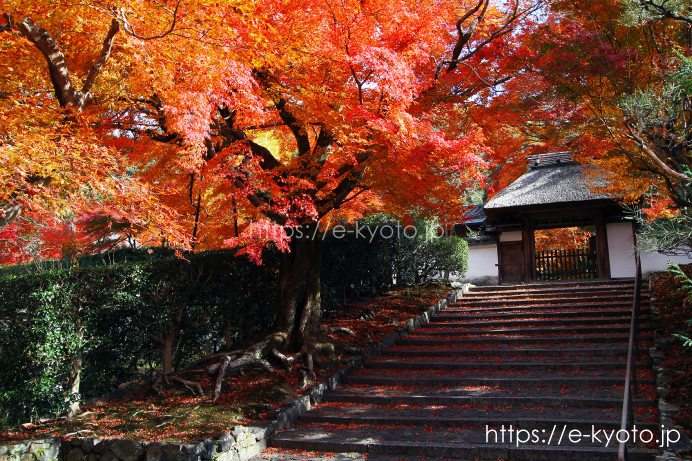 山門前の紅葉