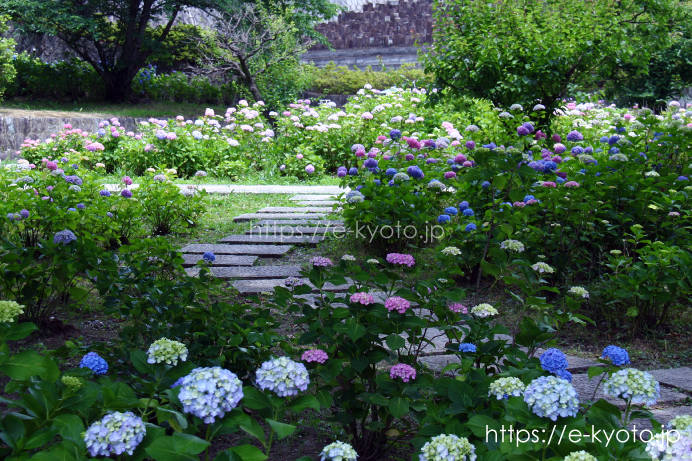 侶墓地の前の紫陽花