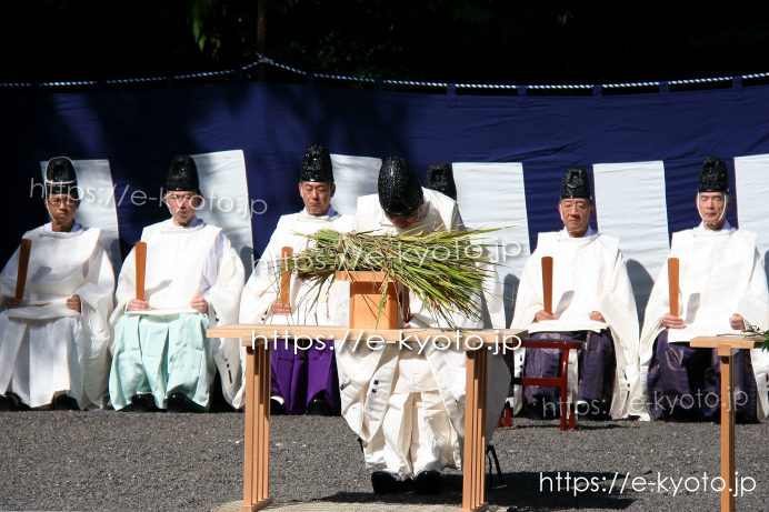 抜穂祭 三方に整えられる初穂