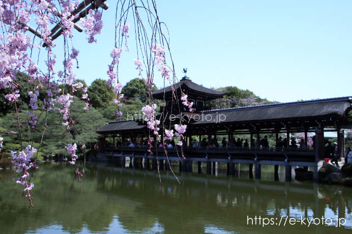 桜と泰平閣