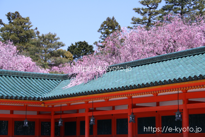 桜と蒼龍楼