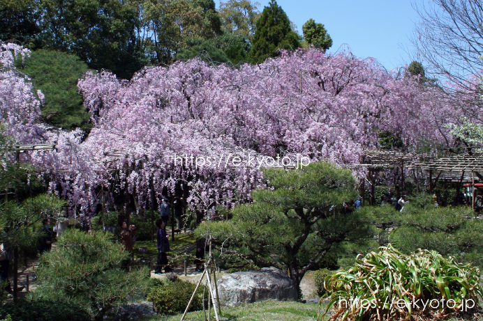 里帰りの桜