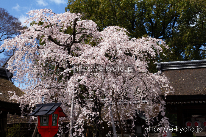 魁桜