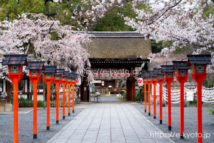 参道の桜