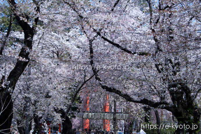 桜苑