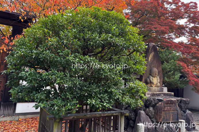 人形塚横の橘の木