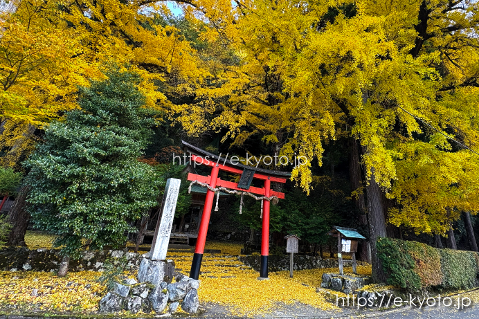 岩戸落葉神社の銀杏