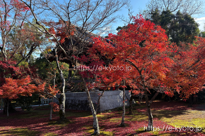 金閣寺 鐘楼と紅葉 2025
