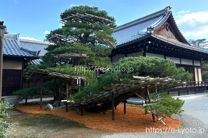 金閣寺 陸舟の松