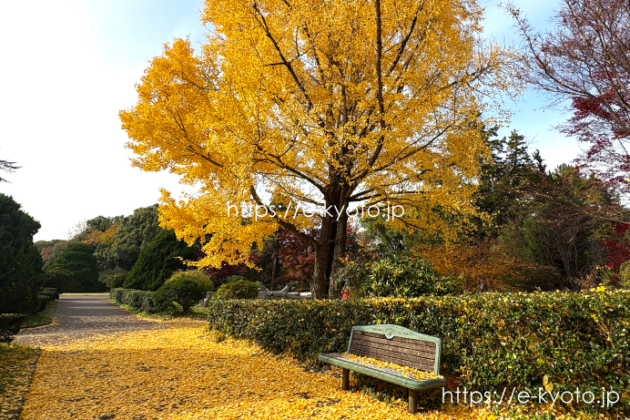 京都府立植物園 「あじさい園」前の銀杏 2025