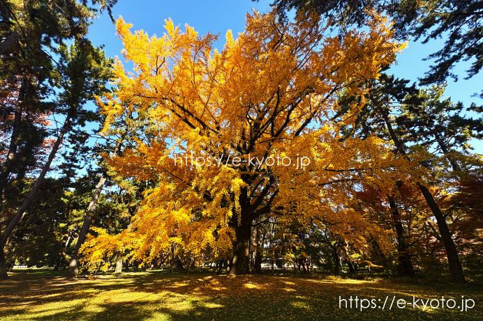京都御苑 学習院発祥の地の銀杏 2025