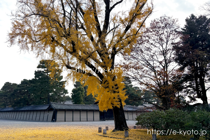 京都御苑 一条邸跡の銀杏 2025