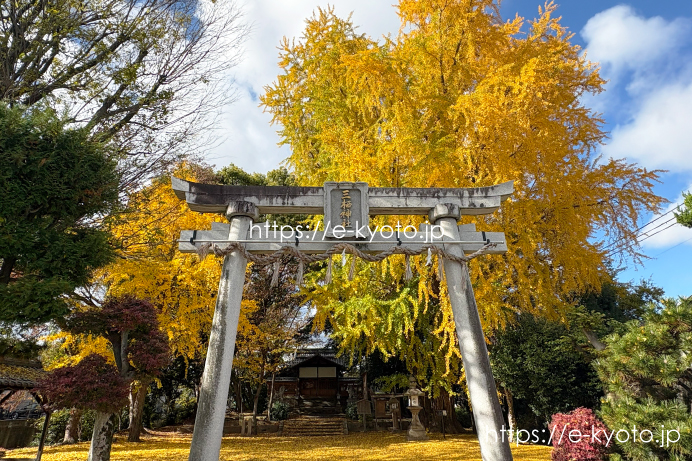 三栖神社の銀杏