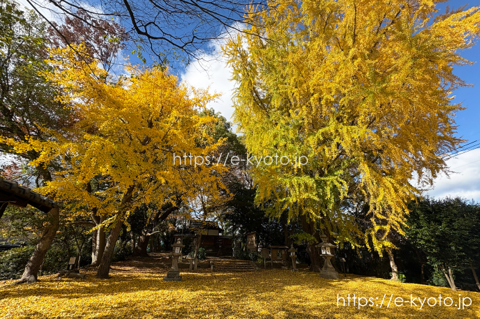 三栖神社の銀杏 敷銀杏 2025