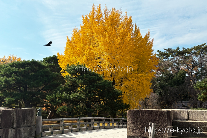 二条城 本丸西橋の銀杏 2025