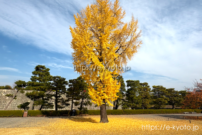 二条城 桜の園の銀杏 2025