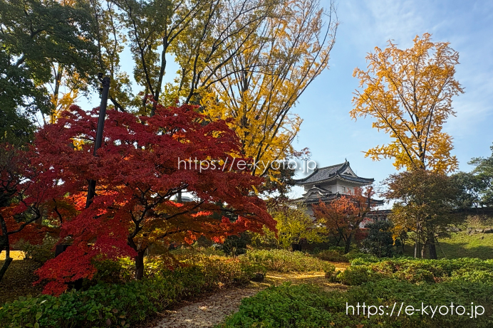 二条城 西南隅櫓の銀杏 2025