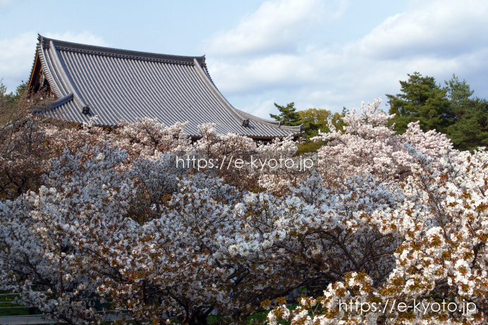 御室桜と観音堂