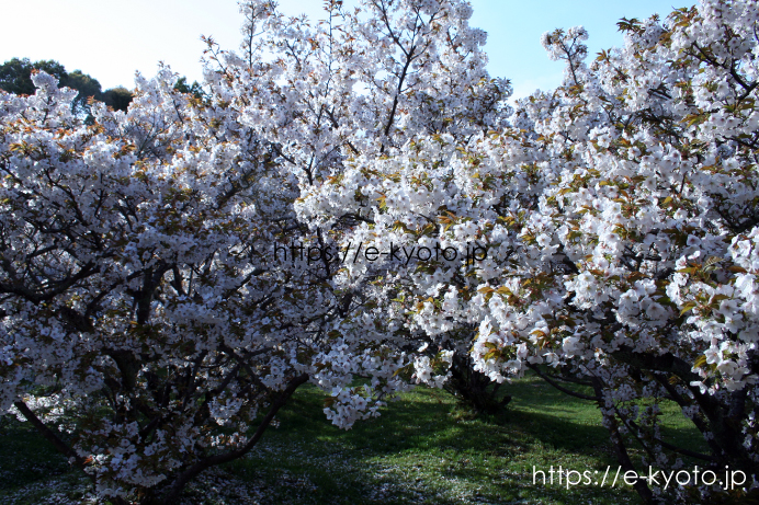 御室桜