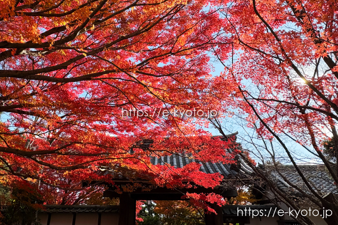 龍安寺 山門と紅葉 2025