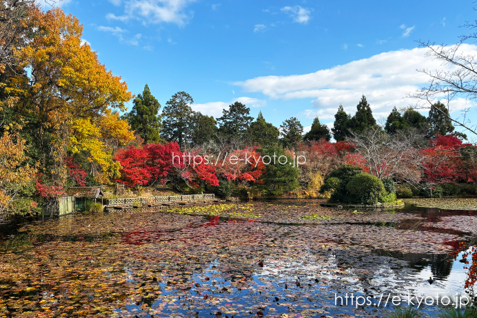 龍安寺 容池と紅葉 2025