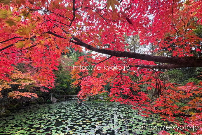 澄心庭と紅葉