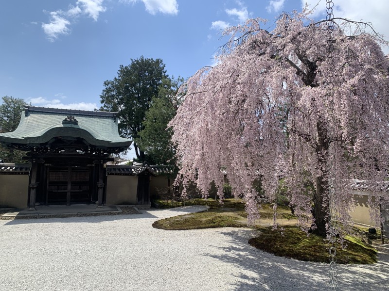 口コミ: 高台寺の桜。満開！