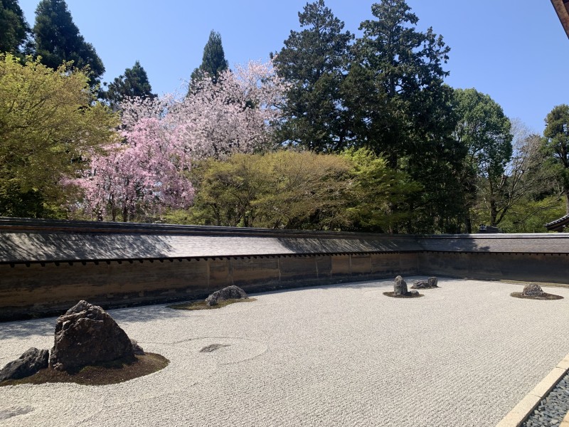 口コミ: 龍安寺石庭の枝垂れ桜！美しい