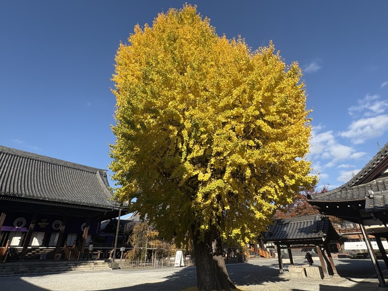 口コミ: 今朝イチョウを見に行ってきました！
まだ、落ち葉は少なかったけど、イチョウが真っ黄色に色づいて見ごろでした😊...